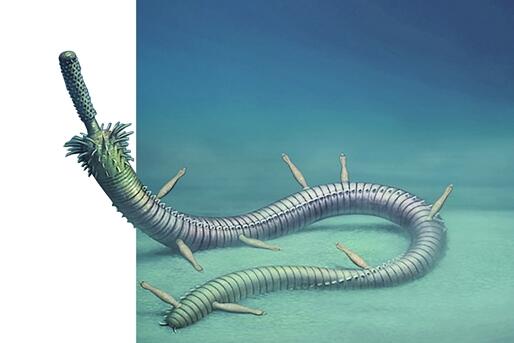 云南澄江发现最早共生蠕形动物化石