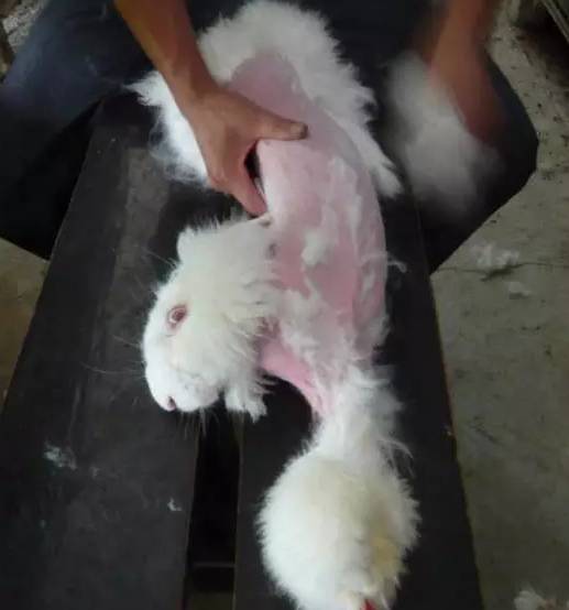 每扯一下兔子就发出凄厉的惨叫声