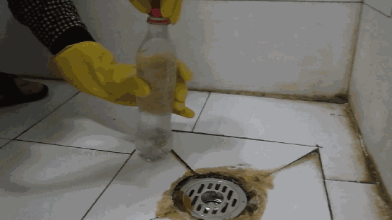 家里小飞虫杀不完教你杀虫秘方整个飞虫家族连根拔起