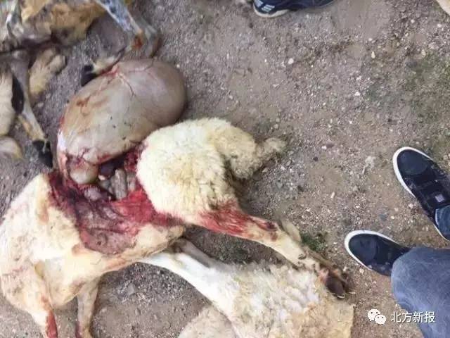 现场惨烈四子王旗草原群狼袭羊群疑似报复性攻击内附视频多图