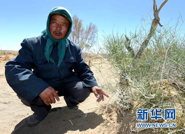 图布巴图观察梭梭根部长出的苁蓉花(5月16日摄).新华社记者 任军川摄