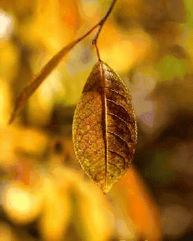 280_350竖版 竖屏gif 动态图 动图