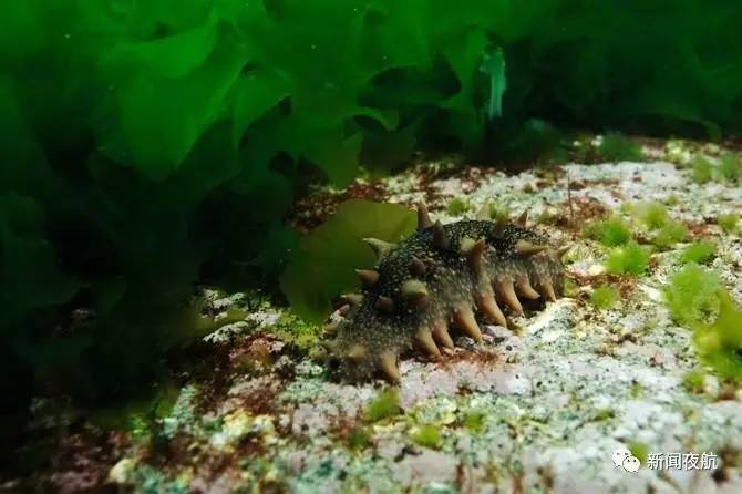 神奇物种人家冬眠它却夏眠这东西你吃过六亿年前就存在了