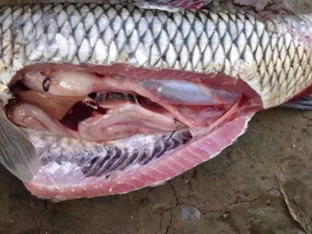 在海南,我们是这样吃海鲜的.