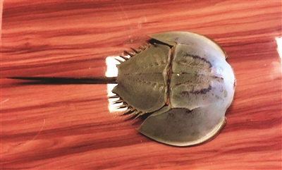 鲎|中华|报警_新浪新闻