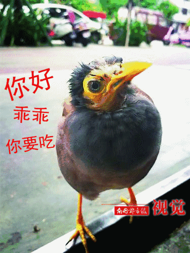 其中有两只会说"乖乖""你好"琼海市嘉积镇的陈女士养了三只八哥当宠物