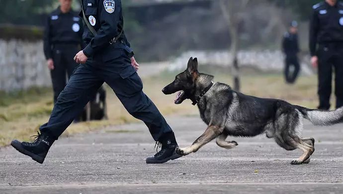 警犬退役后会被吃掉?狗狗们的真实"退休生活"曝光了