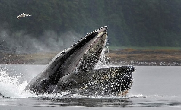 座头鲸自制泡泡网捕食 集体合作捕食场面壮观