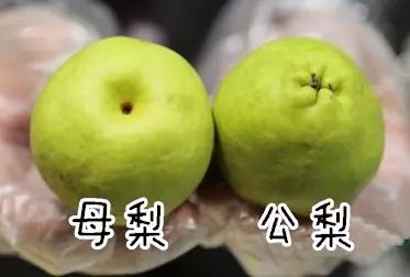 首批库尔勒香梨登陆乌鲁木齐,你之前吃到的可能都是假的!