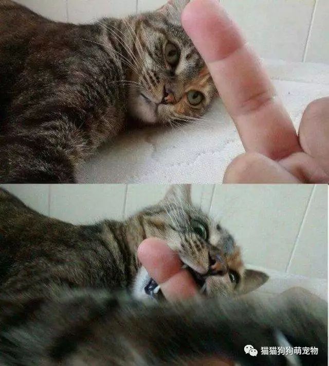 这就是对本猫竖中指的代价!