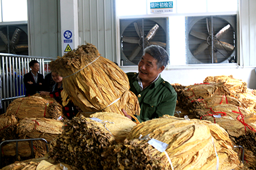 黔江:第一烤烟大乡烟叶开秤收购