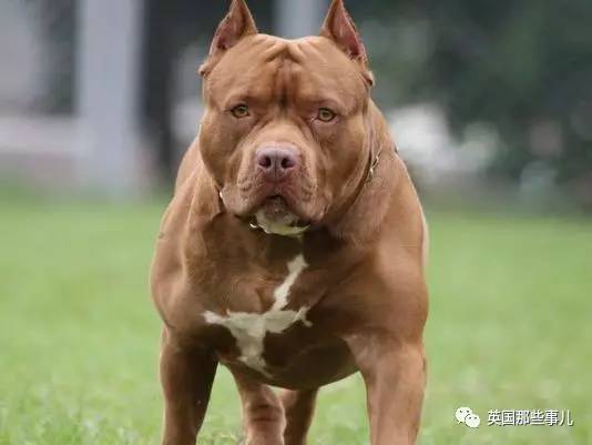 凶猛的比特犬一靠近她就成了软萌小天使