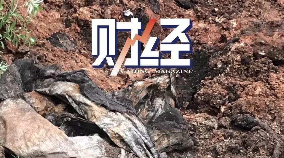 万头病死猪被偷埋浙江大银山 已挖出死猪800吨|病死猪|浙江|环保_新浪新闻