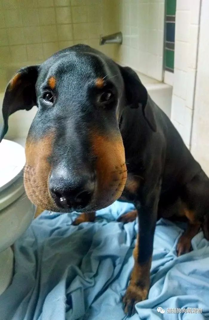 被蜜蜂叮咬了的汪星人