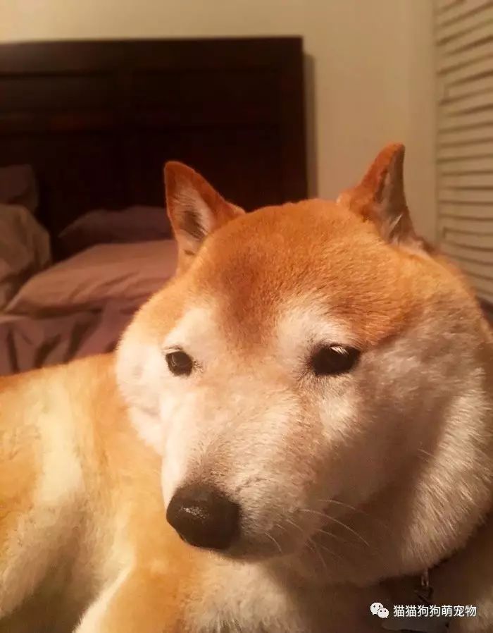 被蜜蜂叮咬了的汪星人