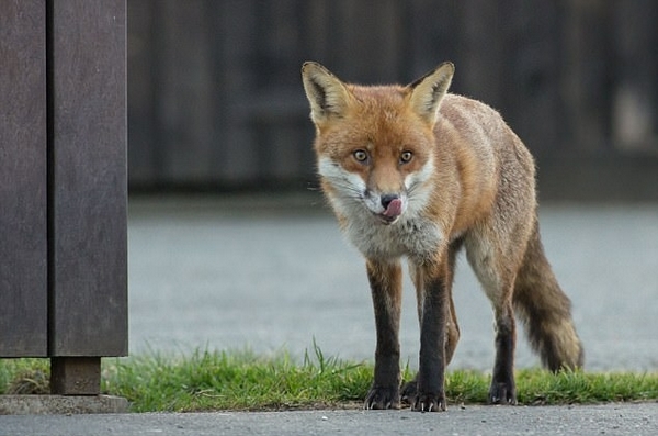 澳狐狸因数量太多被捕杀尸体被剥皮钉在树上