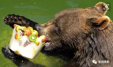 黑熊竟然偷吃了蜂蜜林场黑熊出没17个蜂箱被砸坏里面的蜂蜜全没了