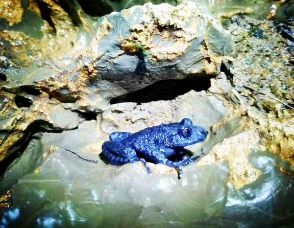 重庆万州惊现世界濒危物种红点齿蟾|濒危物种|万州|重庆_新浪新闻