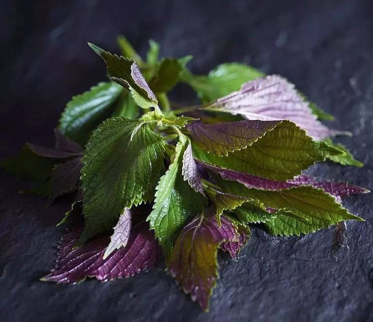 多吃这四种"草",少吃很多药,比人参还有效!