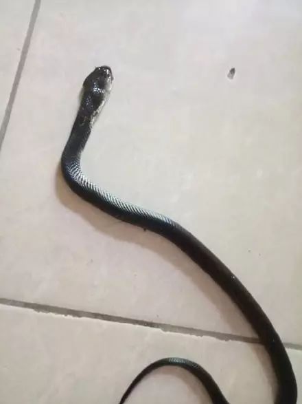 舟山|眼镜蛇|剧毒_新浪新闻