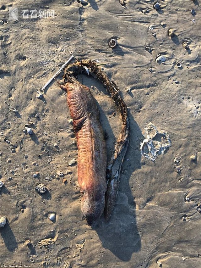 到底是啥?无眼有长牙 风灾后德州惊现神秘生物腐尸