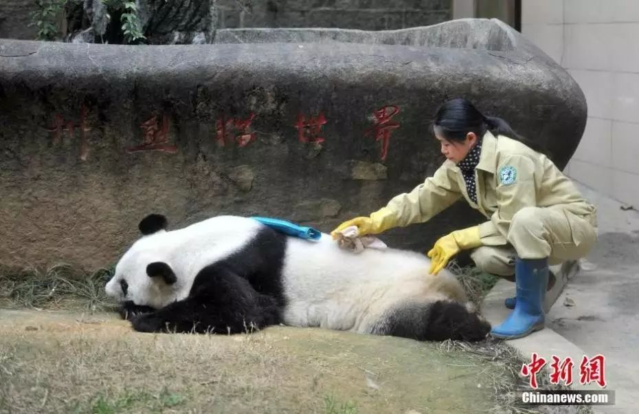 熊猫巴斯饲养员施飞宁图片