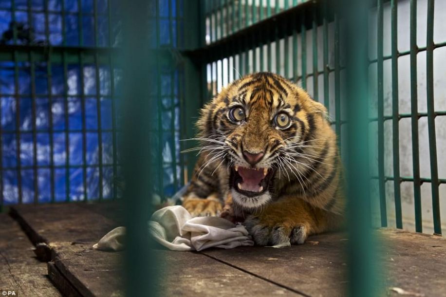 摄影师镜头下惊惶的老虎眼神.它展示出"自然世界的奇迹和脆弱性".