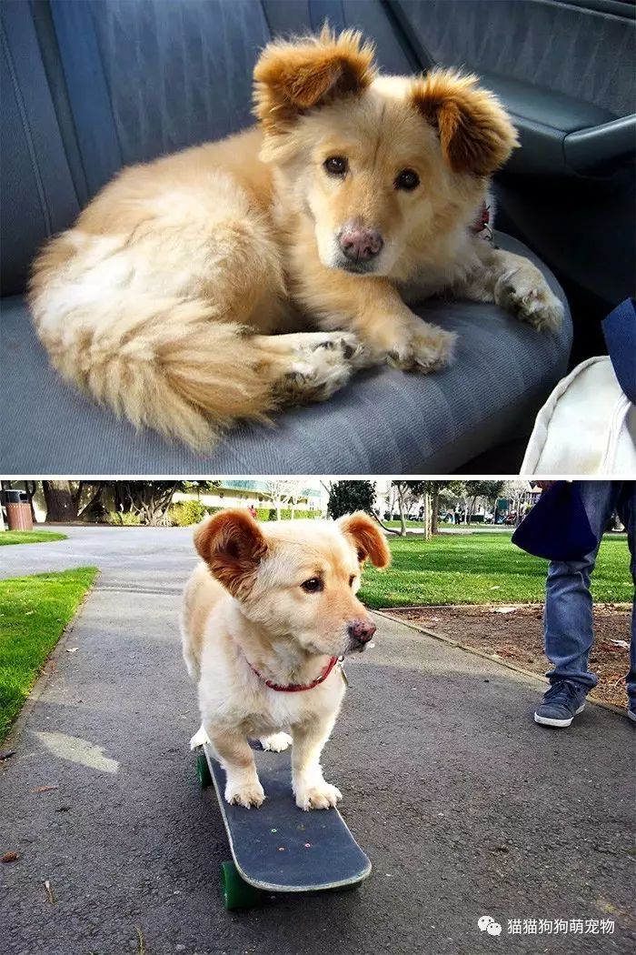 混种柯基也是那么的可爱