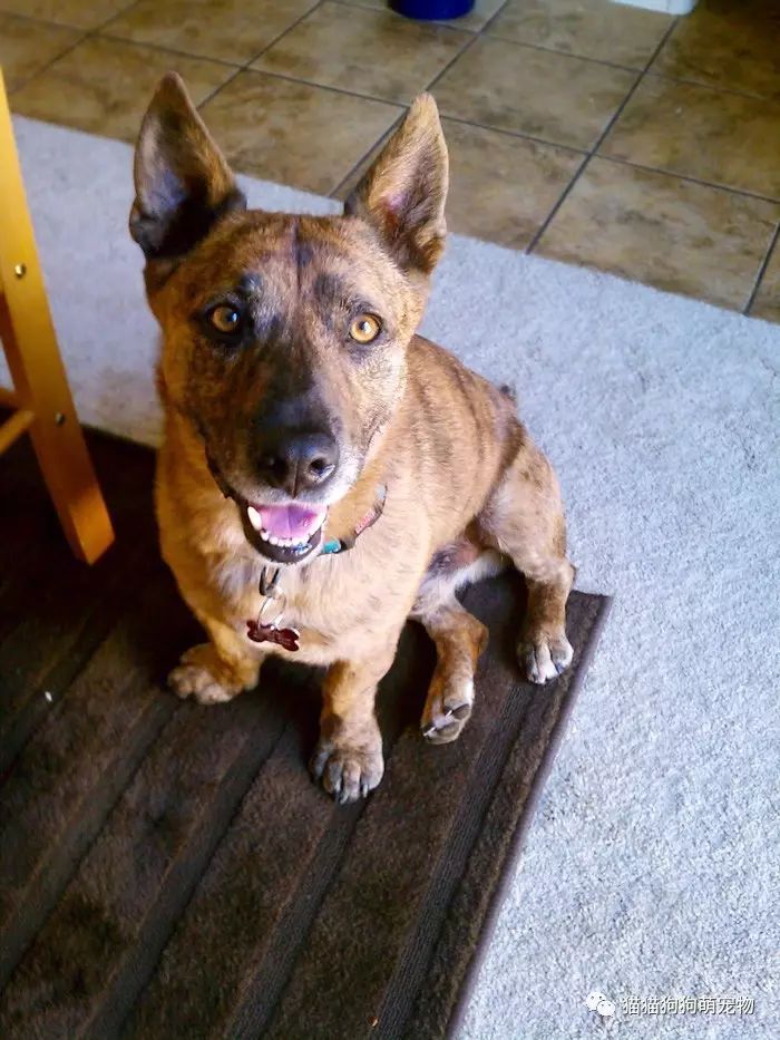 混种柯基也是那么的可爱