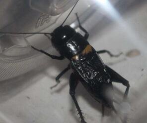 这种古今身价不菲的"秋虫"丨斗蛐蛐极简史|宁阳|蟋蟀|蛐蛐_新浪新闻