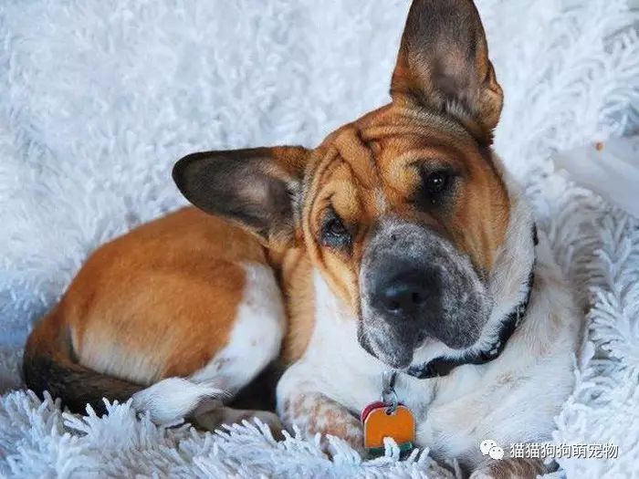 混种柯基也是那么的可爱