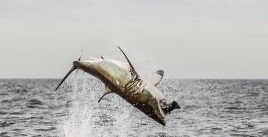 澳洲大白鲨袭击图片