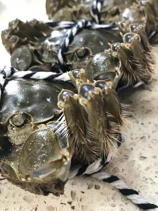 活大闸蟹
