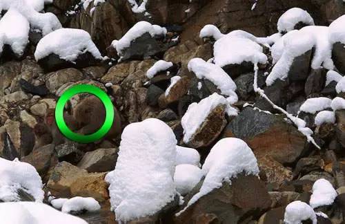 最新老年痴呆测试:谁能在60秒内找出这只猫,能看出来的人绝对不一般