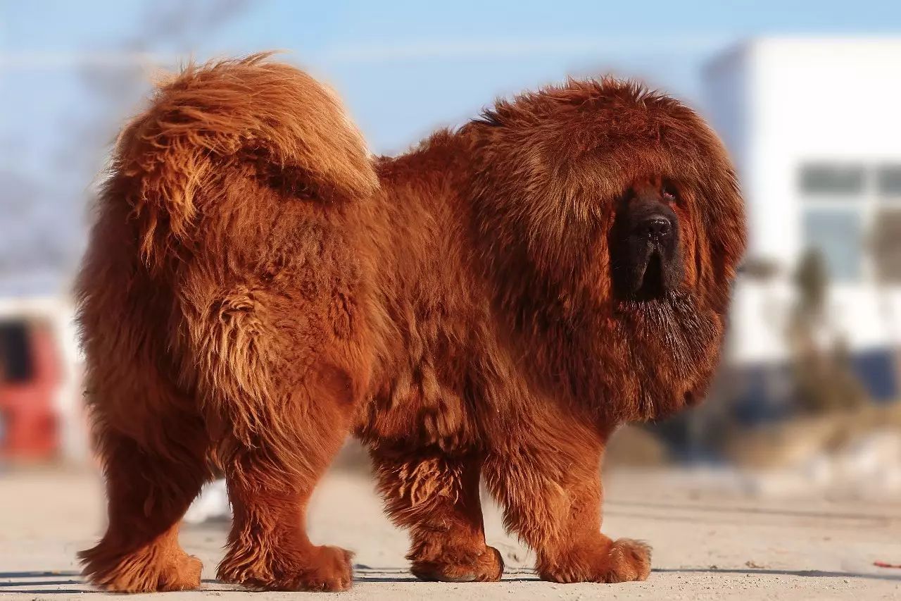 藏獒没有买卖还有伤害冰川话题