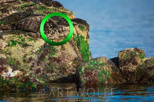 最新老年痴呆测试:谁能在60秒内找出这只猫,能看出来的人绝对不一般