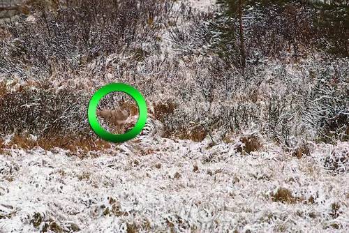 最新老年痴呆测试:谁能在60秒内找出这只猫,能看出来的人绝对不一般