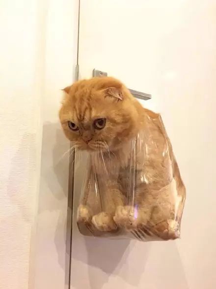 67猫咪犯错被主人用塑料袋挂在门上都快哭了然而网友发现