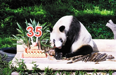 大熊猫"新星"昨天满35岁 这个年龄相当于人类110岁