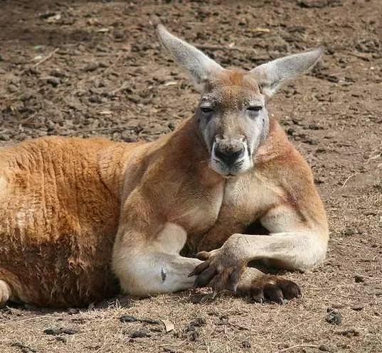 澳大利亚向中国吃货发出邀请!这次管够的是袋鼠