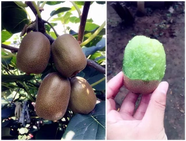 chinensis planch,也称奇异果(奇异果是猕猴桃的一个人工选育品种,因