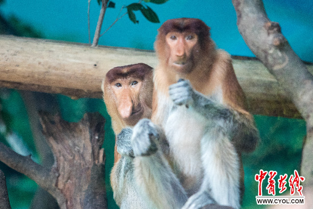 中国首次引进濒危物种大鼻猴落户广州