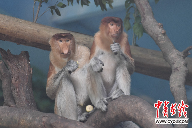 中国首次引进濒危物种大鼻猴落户广州