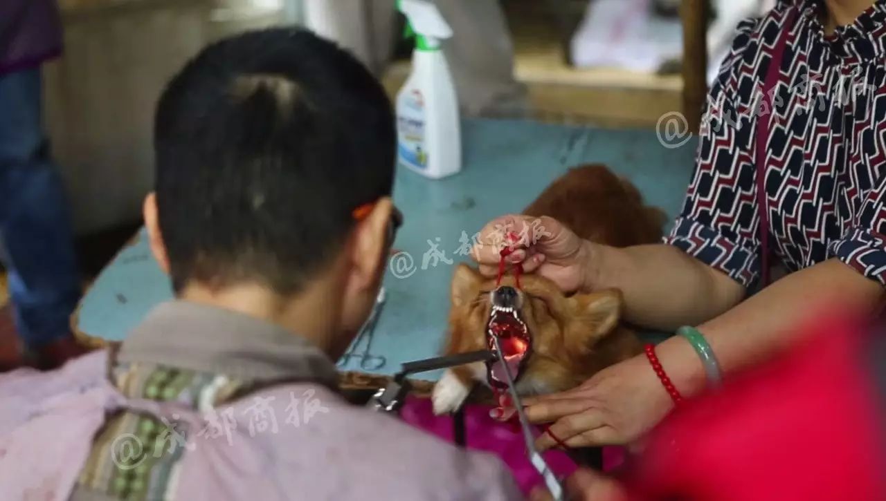 花鸟市场现狗狗割声带摊位 5分钟剪一个!