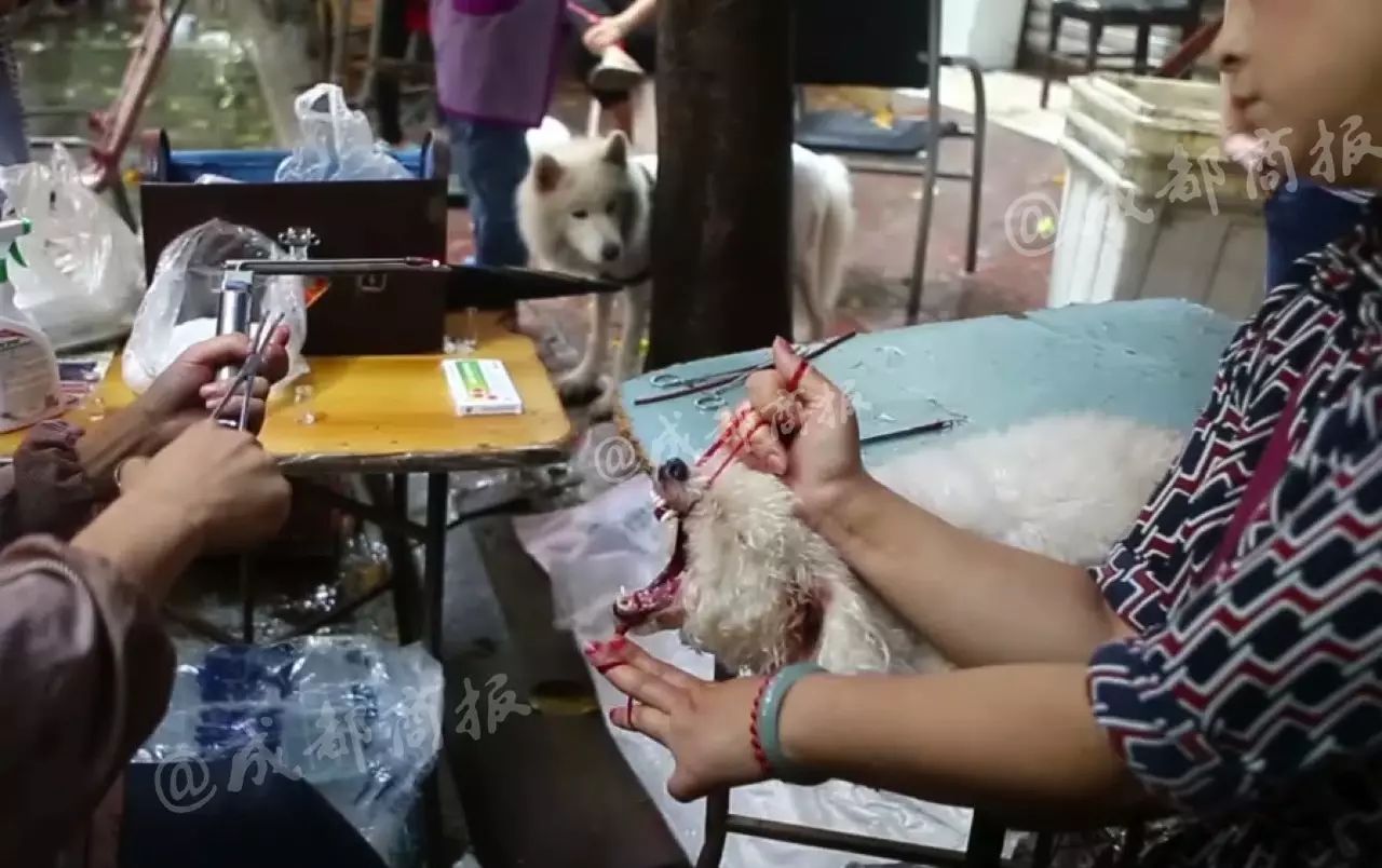 疼成都一男子当街剪狗狗声带5分钟一个已被勒令停止