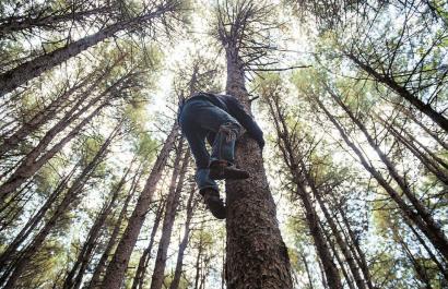 "卧虎"藏林|义和|松塔|松树_新浪新闻