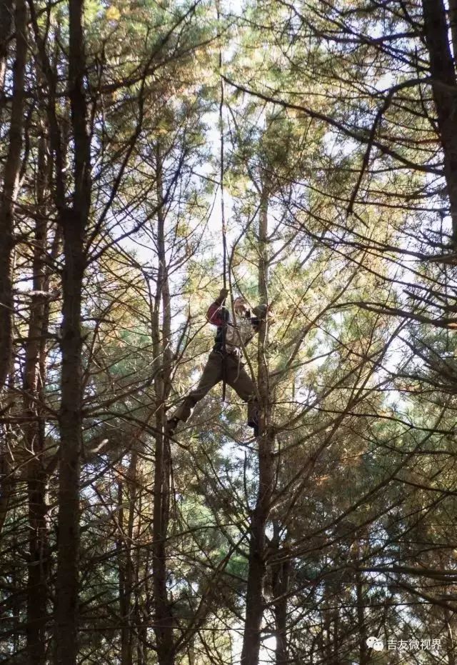 东北最危险工作打松塔!冒生命危险每天挣500元!松子贵,知道为啥了吧!