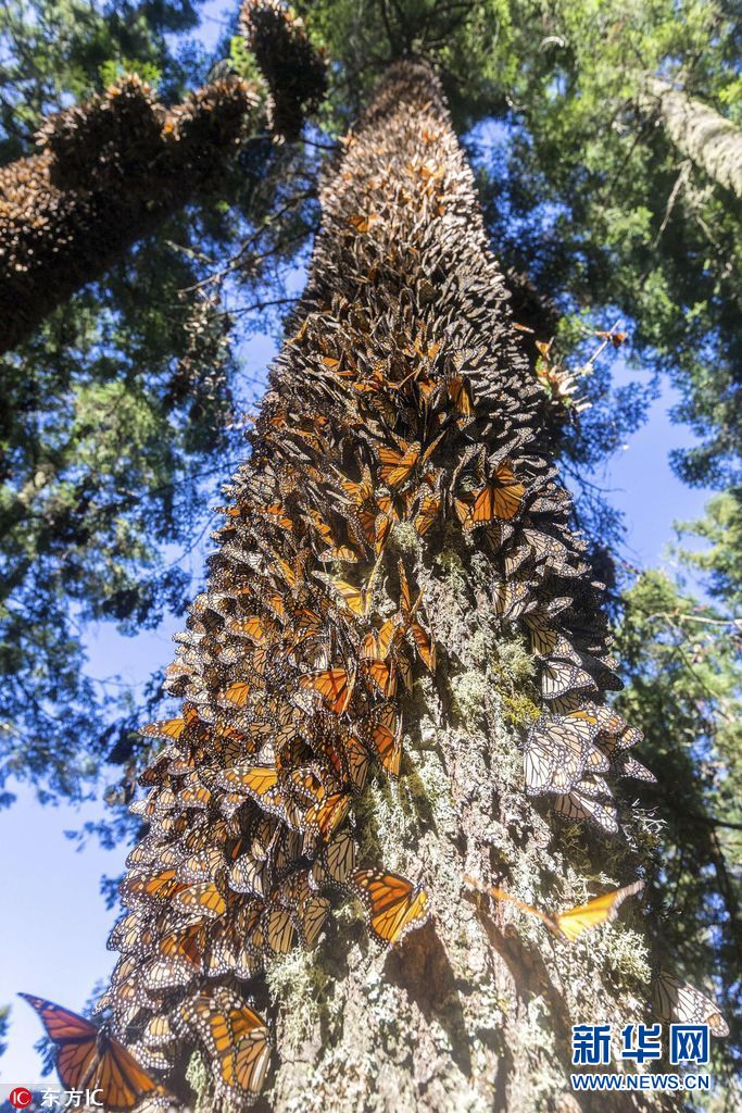 实拍墨西哥帝王斑蝶大迁徙场面壮观密集到毛骨悚然组图