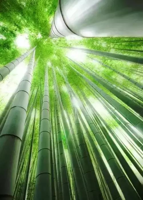 有多少人能熬过这3厘米?|竹子|笛子|人生_新浪新闻