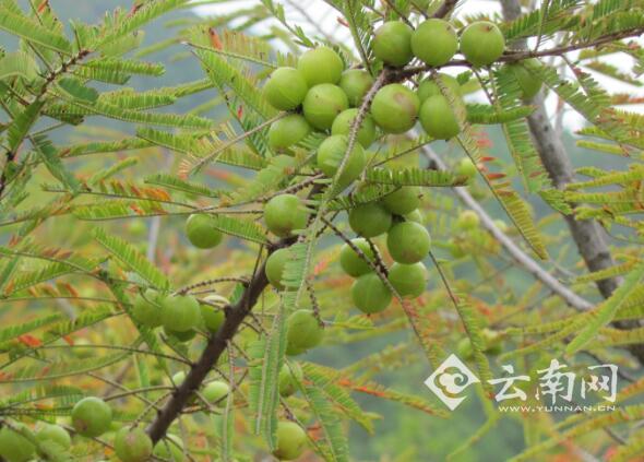 野生橄榄树(网络图片)